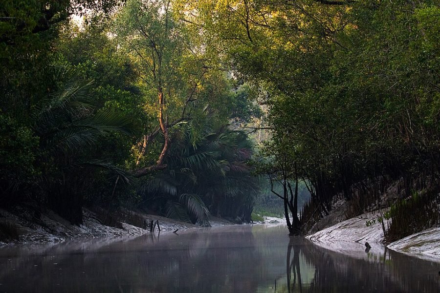 🌴 Sundarban Tour Package from Khulna 🌴