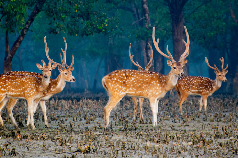 2 Days 1 Night Sundarban Tour Package From Khulna