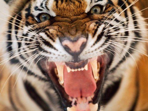 Sundarban Tour Package By Non-AC Ship