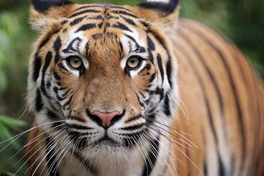 3days/2nights Sundarban Tour Package