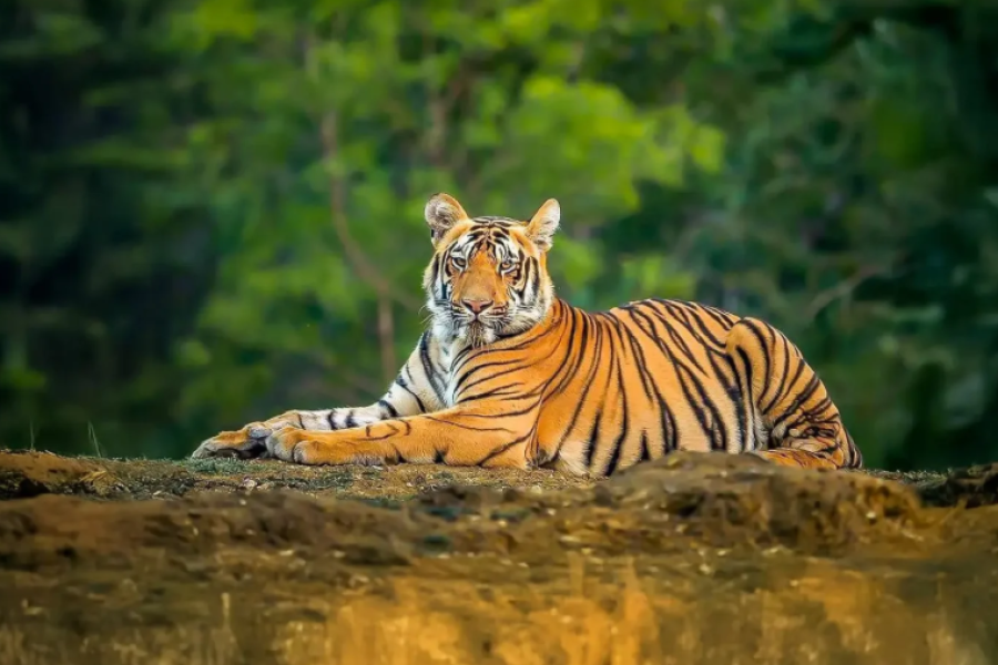 Premium Sundarban Tour Package AC Ship