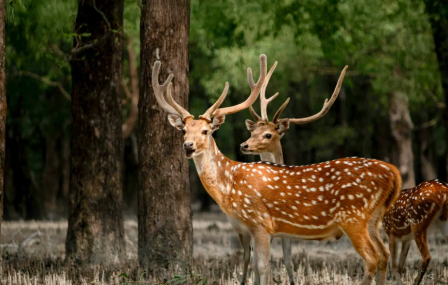 Sundarbans 3 Days 2 Nights Tour Package by Luxury AC Ship