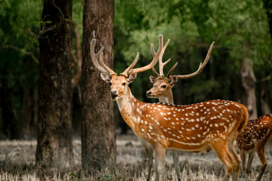 Sundarbans 3 Days 2 Nights Tour Package by Luxury AC Ship